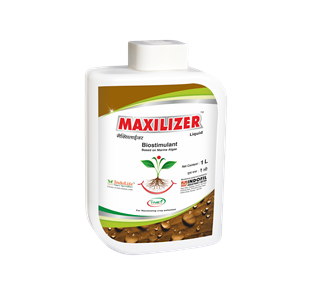 Maxilizer Liquid